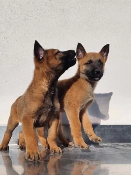 Cuccioli Pastore Belga Malinois Barletta Andria Trani Allevamento in Puglia