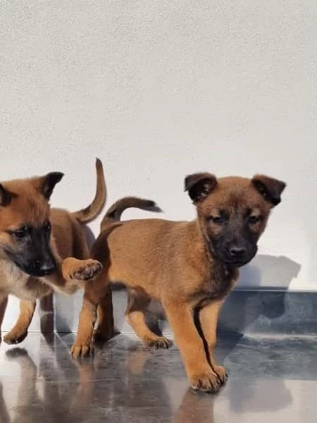 Cuccioli Pastore Belga Malinois Barletta Andria Trani Allevamento in Puglia | Foto 3