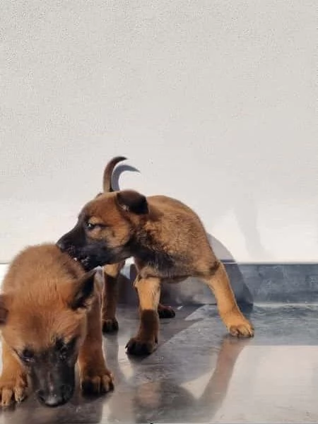 Cuccioli Pastore Belga Malinois Barletta Andria Trani Allevamento in Puglia | Foto 2