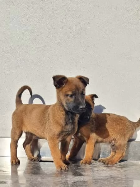 Cuccioli Pastore Belga Malinois Barletta Andria Trani Allevamento in Puglia | Foto 1