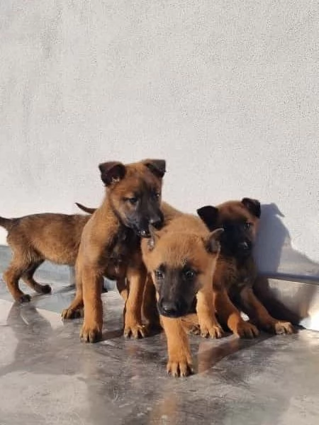 Cuccioli Pastore Belga Malinois Barletta Andria Trani Allevamento in Puglia | Foto 0