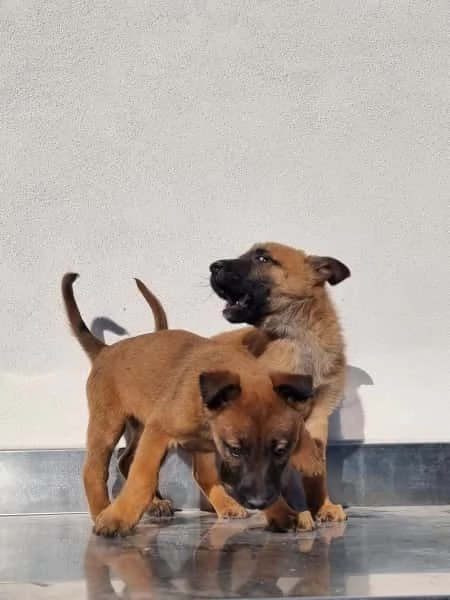 Allevamento Pastore Belga Malinois Cuccioli Foggia Bari  | Foto 4