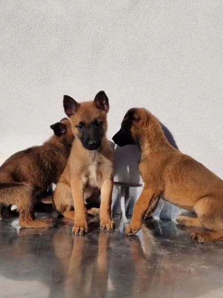 Allevamento Pastore Belga Malinois Cuccioli Foggia Bari 