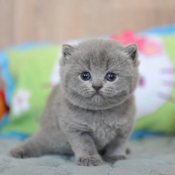 gattino british shorthair