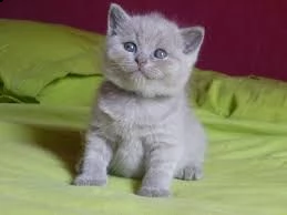 gattino british shorthair | Foto 2