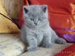 gattino british shorthair | Foto 0