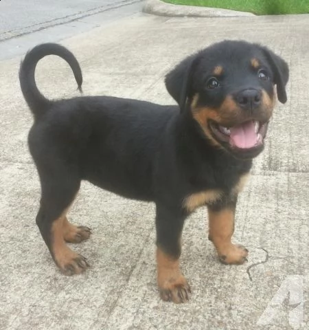  regalo rottweiler  | Foto 0