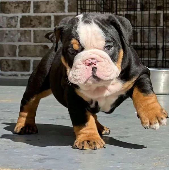 cuccioli di bulldog in adozione | Foto 2