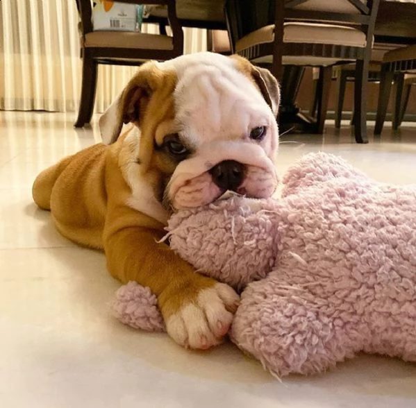 cuccioli di bulldog in adozione | Foto 1