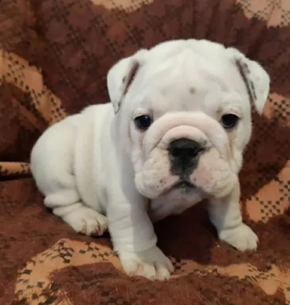 cuccioli di bulldog in adozione | Foto 0