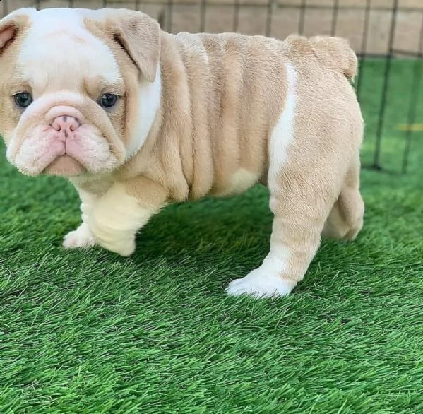 cuccioli di bulldog in adozione