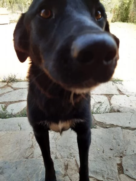 connor, colore nero+ taglia media= non mi vuole nessuno | Foto 4