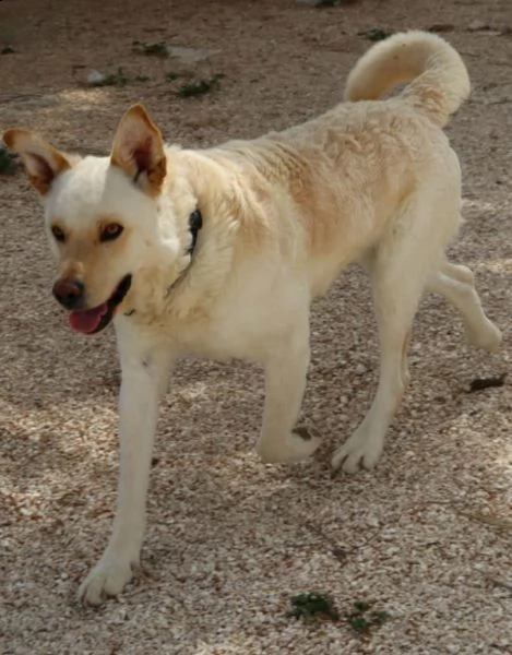 rocky cucciolone bianco taglia media contenuta | Foto 4