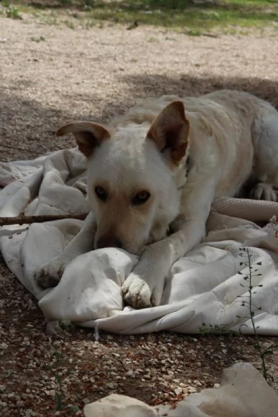 rocky cucciolone bianco taglia media contenuta | Foto 0