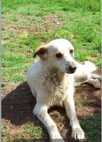 snoopa nata nel 2019 mai un momento di serenit  | Foto 2