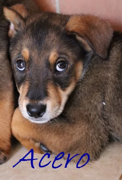 acero cucciolo mix rottmaremmano  | Foto 1