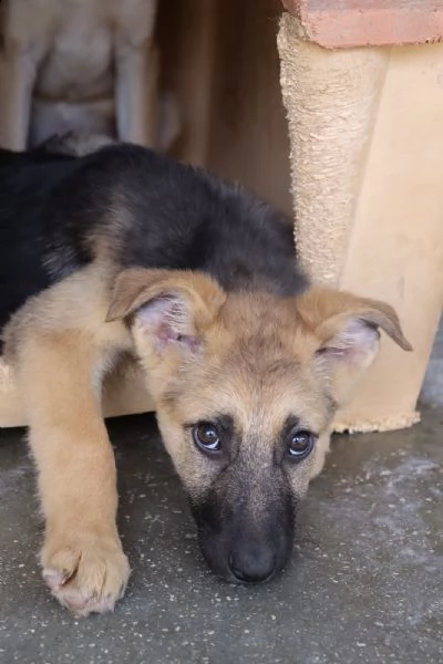 nilla bella cucciola compatibile con i bambini dicembre 22 | Foto 5