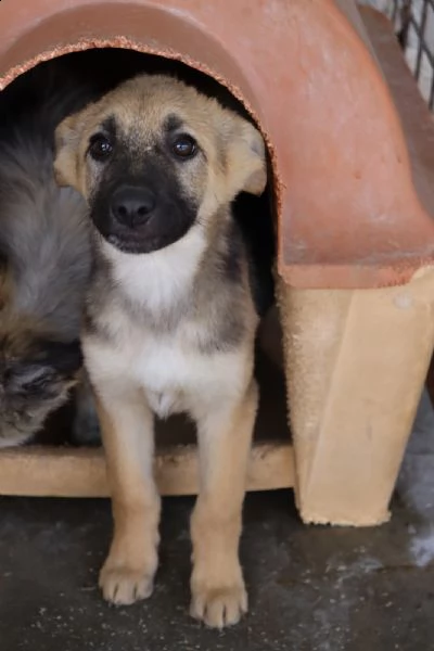 nilla bella cucciola compatibile con i bambini dicembre 22 | Foto 1