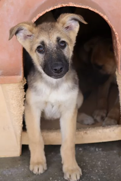 nilla bella cucciola compatibile con i bambini dicembre 22