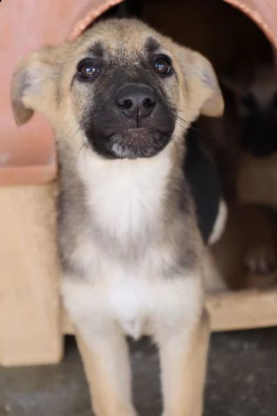 nilla bella cucciola compatibile con i bambini dicembre 22 | Foto 0