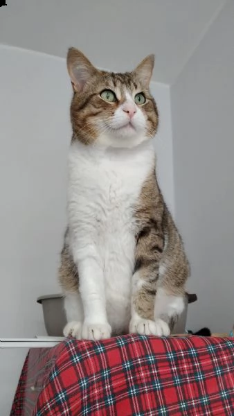 gigi gatto elegante fiv | Foto 1