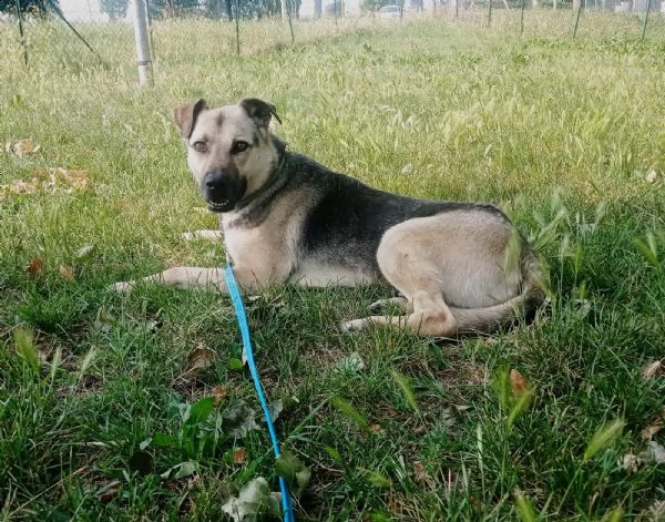 tango cane dolcissimo meticcio a milano  | Foto 5