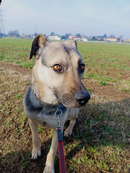 tango cane dolcissimo meticcio a milano  | Foto 4