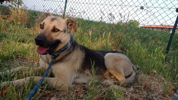 tango cane dolcissimo meticcio a milano  | Foto 1