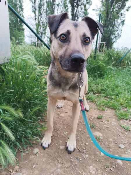 tango cane dolcissimo meticcio a milano  | Foto 0