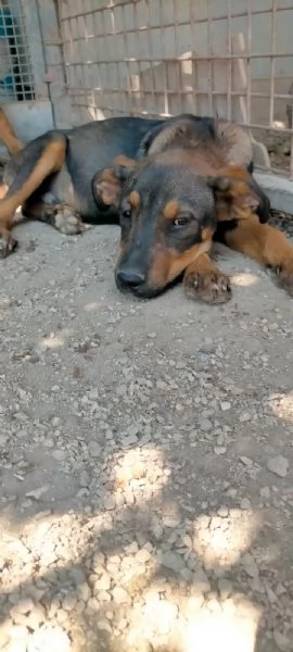 Tiglio cucciolo mix rott ipovedente a un occhio | Foto 4