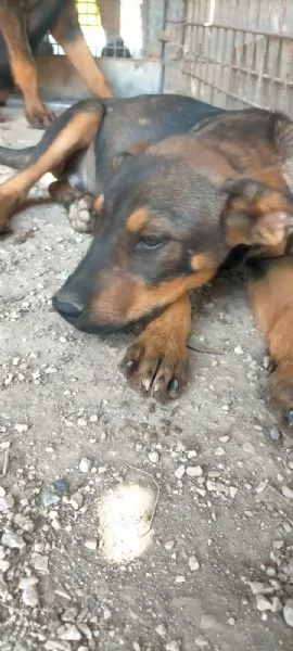 Tiglio cucciolo mix rott ipovedente a un occhio | Foto 3