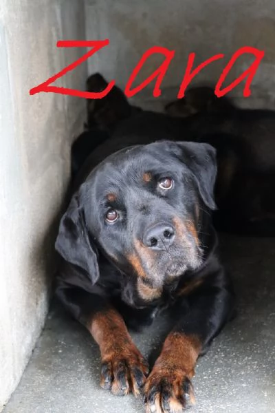 Tiglio cucciolo mix rott ipovedente a un occhio | Foto 1