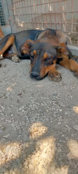 Tiglio cucciolo mix rott ipovedente a un occhio | Foto 0