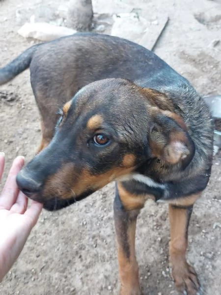 Tiglio cucciolo mix rott ipovedente a un occhio