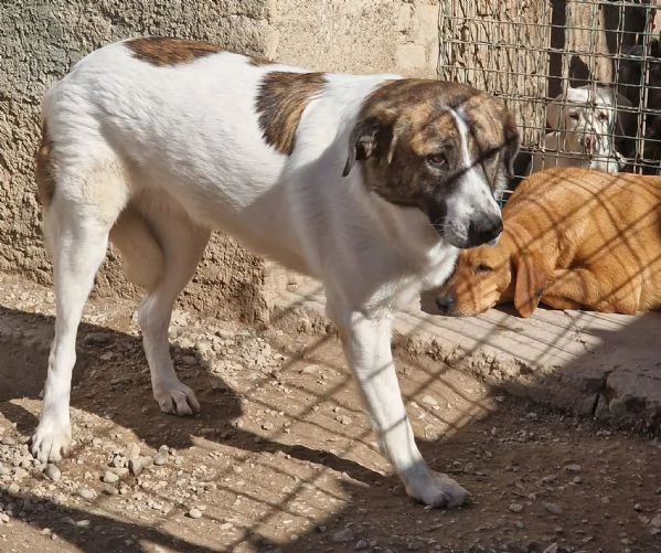 DEA tripode dolcissima adozione del cuore  | Foto 1