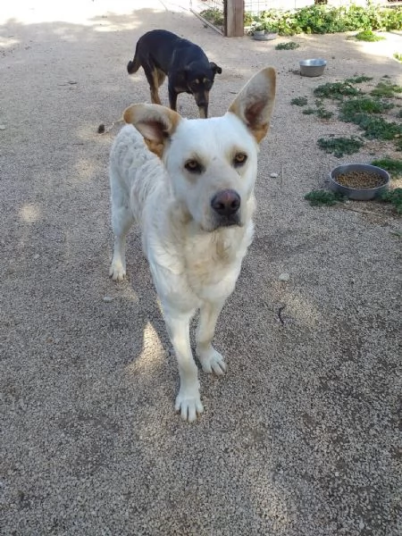 Rocky cagnolone bianco taglia media del 2017 | Foto 3