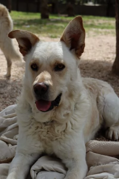 Rocky cagnolone bianco taglia media del 2017 | Foto 1
