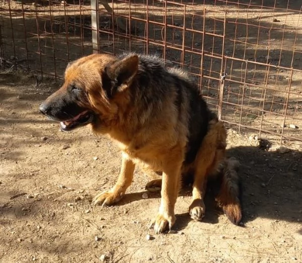 Graziella lupacchiotta dagli occhi tristi  | Foto 5