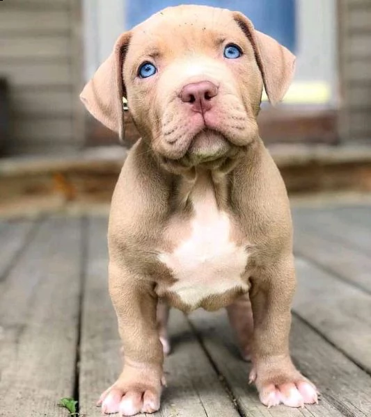 cuccioli di pitbull in adozione