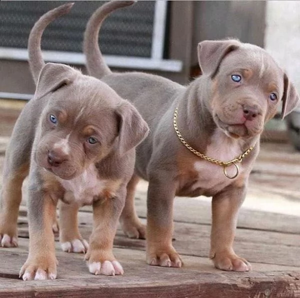 cuccioli di pitbull in adozione | Foto 1