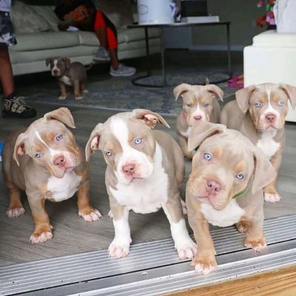 cuccioli di pitbull in adozione | Foto 0
