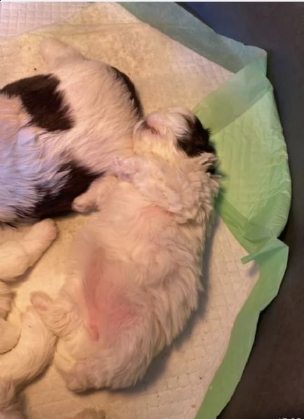 cucciolo meraviglioso di schitzu 