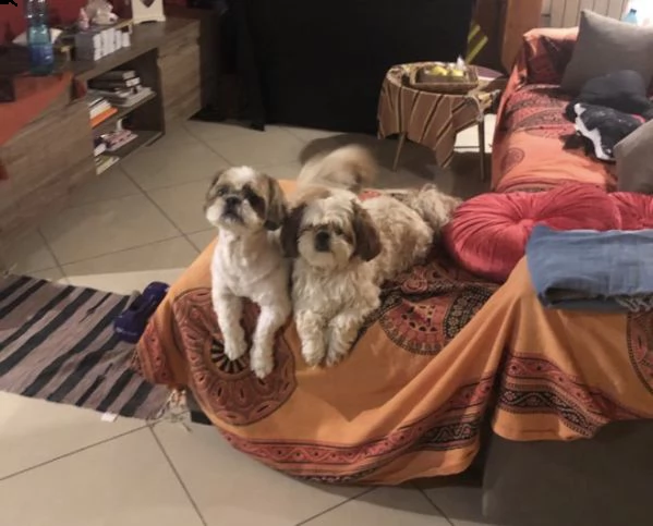 cucciolo meraviglioso di schitzu  | Foto 1