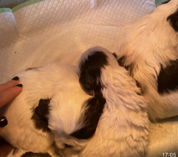 cucciolo meraviglioso di schitzu  | Foto 0