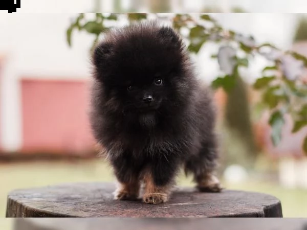 volpino di pomerania nero