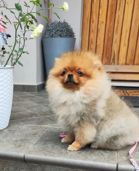 3 Spitz tedesco nano con Pedigree Enci | Foto 0