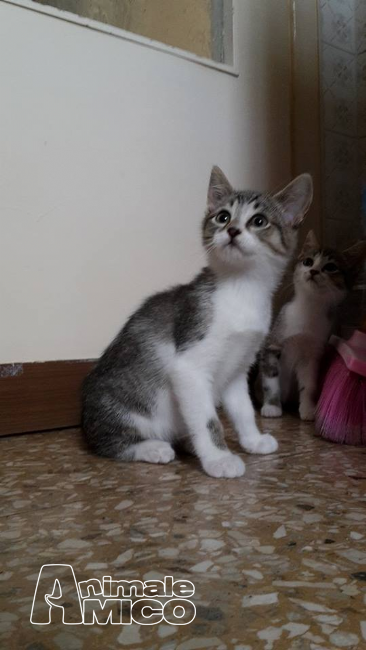 Firenze Regalo Gattini Codice Sconto Amazon Salute E Cura Della Persona