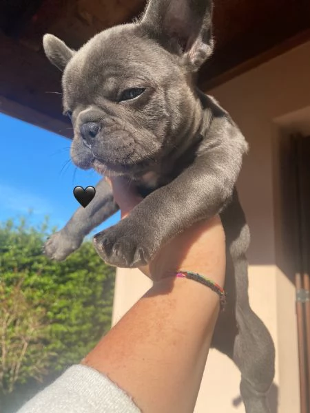 Bulldog Francese Esotico Blue | Foto 5