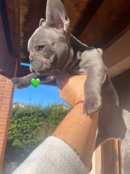 Bulldog Francese Esotico Blue | Foto 4