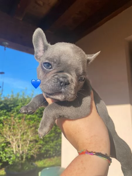 Bulldog Francese Esotico Blue | Foto 0